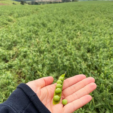 Dłoń trzyma strąk z zielonymi groszkami FRoSTA na tle pola, podkreślając świeżość i jakość mrożonek FRoSTA.